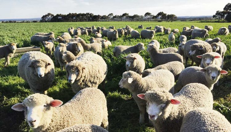 Gianni Bianchi: “en Uruguay falta una política de Estado para el rubro ovino”