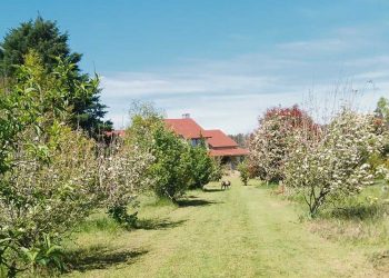 En medio de la forestación crece Paraíso Esmeralda, un lugar que combina diversidad y buen gusto