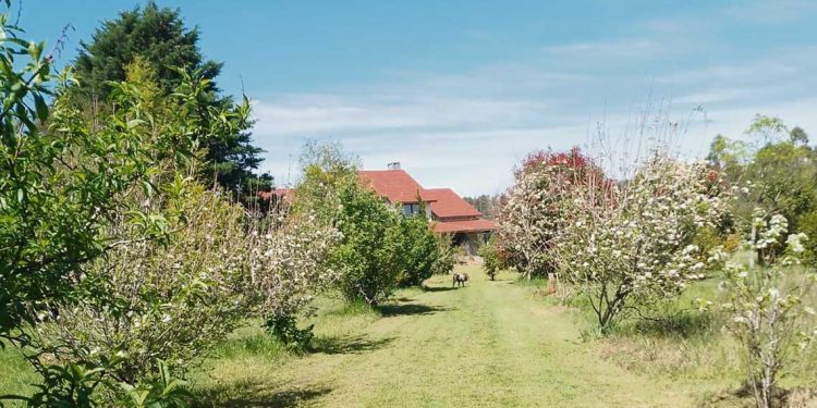 En medio de la forestación crece Paraíso Esmeralda, un lugar que combina diversidad y buen gusto