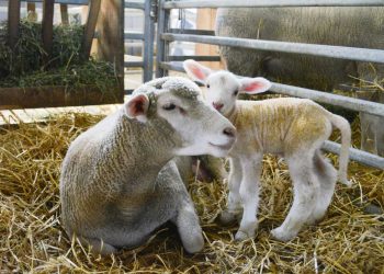 “Existe una demanda muy grande para incursionar en el ovino”