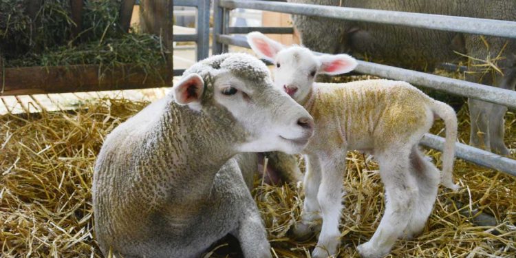 “Existe una demanda muy grande para incursionar en el ovino”