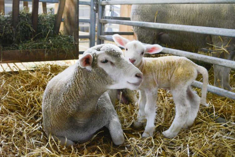 “Existe una demanda muy grande para incursionar en el ovino”