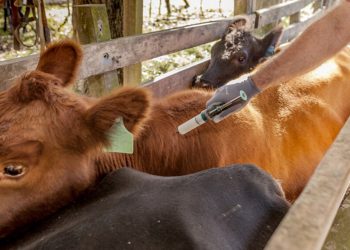 Brasil comienza vacunación contra la aftosa, Uruguay en alerta