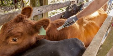 Brasil comienza vacunación contra la aftosa, Uruguay en alerta