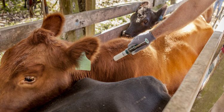 Brasil comienza vacunación contra la aftosa, Uruguay en alerta