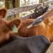 Brasil comienza vacunación contra la aftosa, Uruguay en alerta