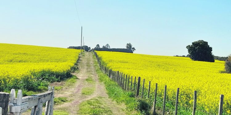 Pasturas y cultivos de verano se fortalecen con las últimas precipitaciones