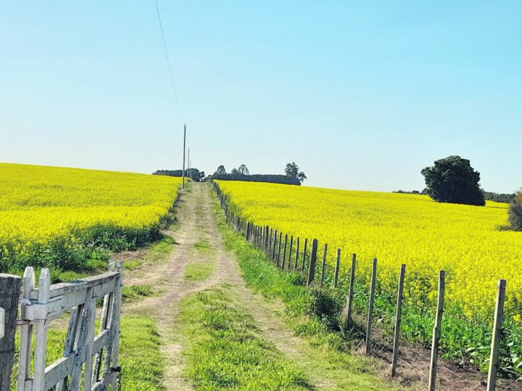 Pasturas y cultivos de verano se fortalecen con las últimas precipitaciones