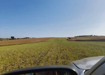 Los cultivos de invierno logran rendimientos superiores a los esperados