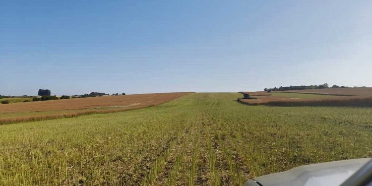 Los cultivos de invierno logran rendimientos superiores a los esperados