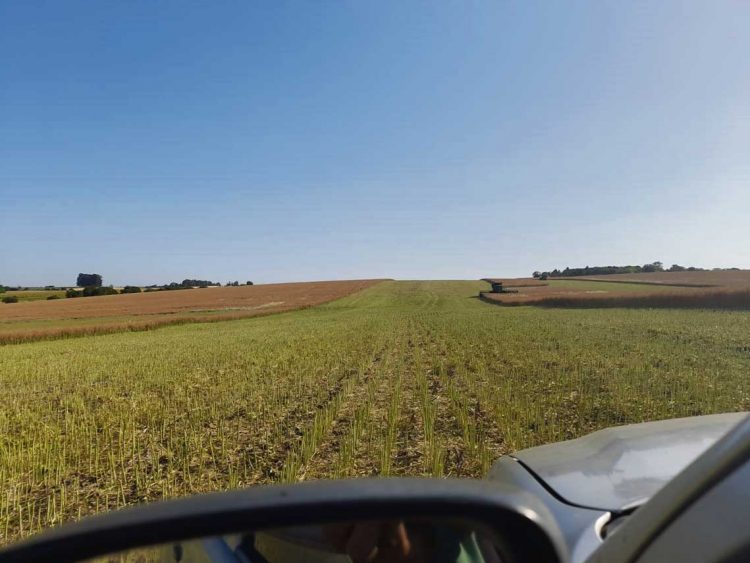 Los cultivos de invierno logran rendimientos superiores a los esperados