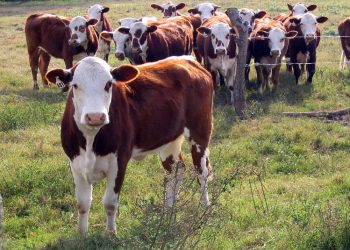 “Los productores necesitan más kilos para los mismos insumos, sean de hacienda gorda o terneros”