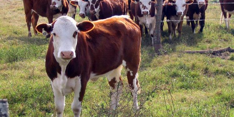 “Los productores necesitan más kilos para los mismos insumos, sean de hacienda gorda o terneros”