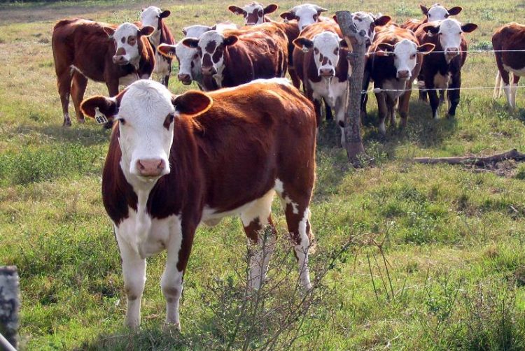 “Los productores necesitan más kilos para los mismos insumos, sean de hacienda gorda o terneros”