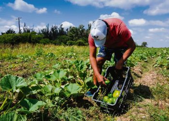 Pequeños productores reclaman por la pérdida de ingresos como proveedores de alimentos en cárceles
