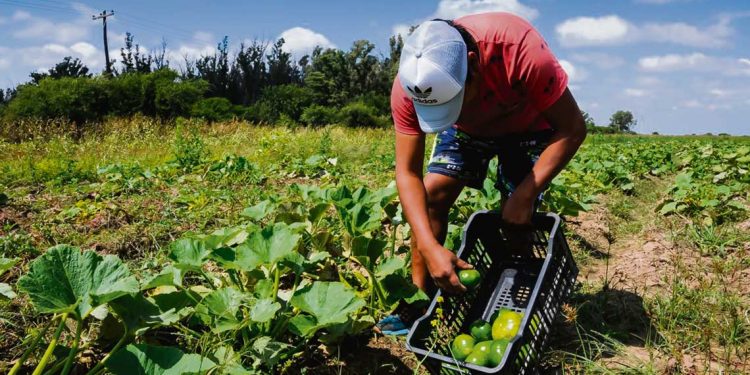 Pequeños productores reclaman por la pérdida de ingresos como proveedores de alimentos en cárceles
