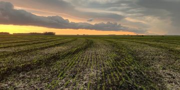 Arroceros logran la siembra más adelantada de los últimos 5 años