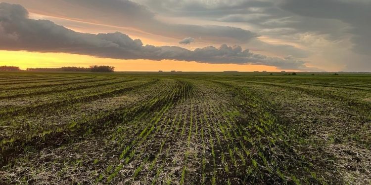 Arroceros logran la siembra más adelantada de los últimos 5 años