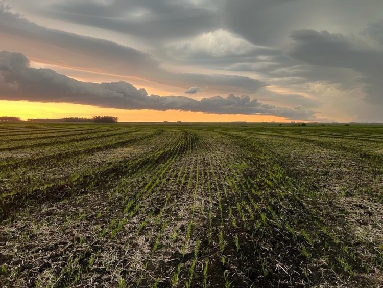 Arroceros logran la siembra más adelantada de los últimos 5 años