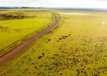 El viernes 11 es el Día del Campo Natural, otro patrimonio nacional