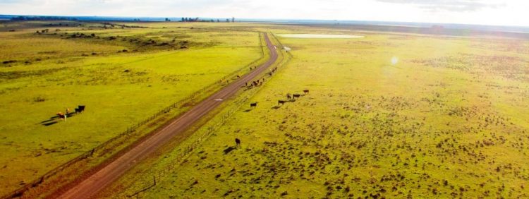 El viernes 11 es el Día del Campo Natural, otro patrimonio nacional