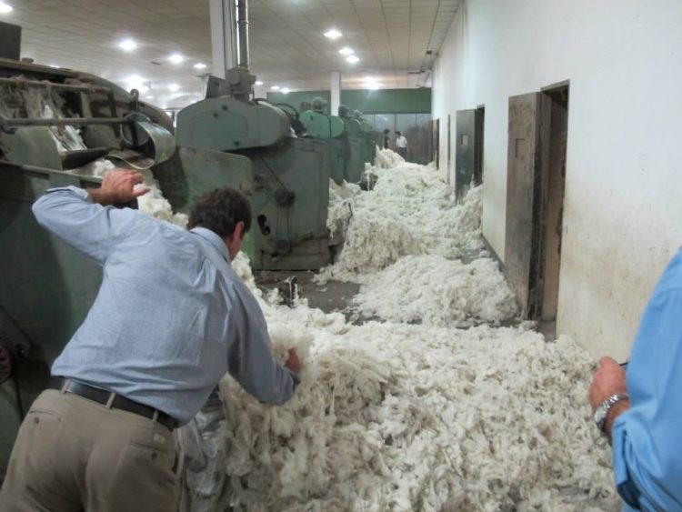 El precio promedio de la lana se consolida debajo de los nueve dólares