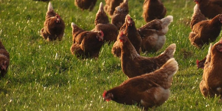 Avícolas dicen que las importaciones de carne de ave son una amenaza para la producción local