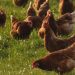 Avícolas dicen que las importaciones de carne de ave son una amenaza para la producción local