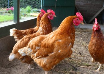 Ecuador detectó influenza aviar y activó el cerco epidemiológico, Brasil dijo estar en alerta