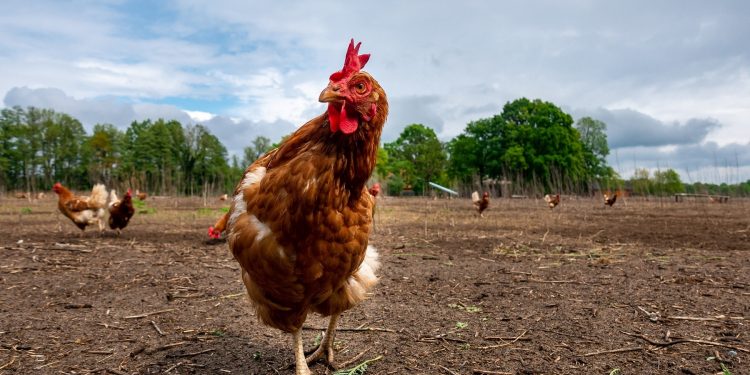 Alerta máxima por riesgo de influenza aviar en Uruguay y el continente