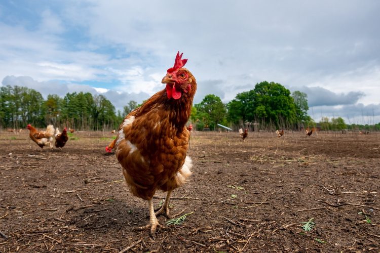 Alerta máxima por riesgo de influenza aviar en Uruguay y el continente