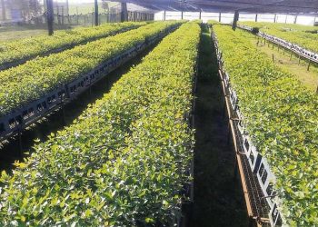 Diputados visitarán vivero de UPM que fuera multado por Ministerio de Ambiente