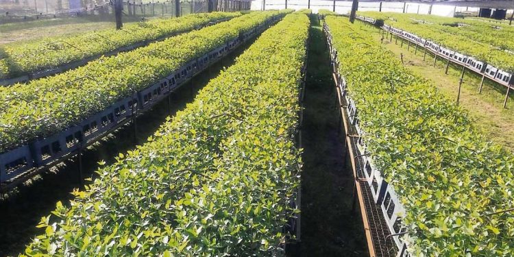 Diputados visitarán vivero de UPM que fuera multado por Ministerio de Ambiente