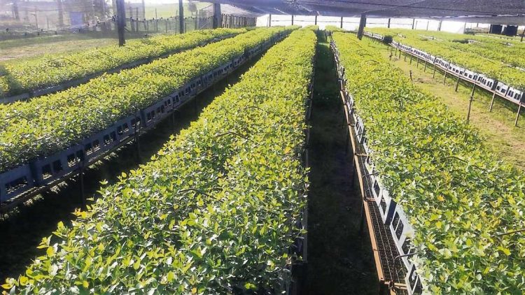 Diputados visitarán vivero de UPM que fuera multado por Ministerio de Ambiente