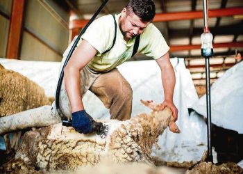 Esquiladores: homenaje a un oficio insignia del Uruguay