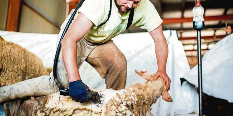 Esquiladores: homenaje a un oficio insignia del Uruguay