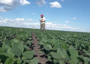 Los cultivos de verano necesitan lluvias en los próximos 15 días