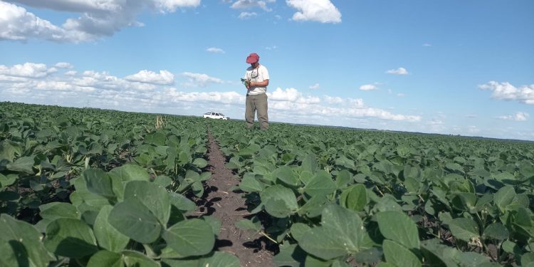 Los cultivos de verano necesitan lluvias en los próximos 15 días
