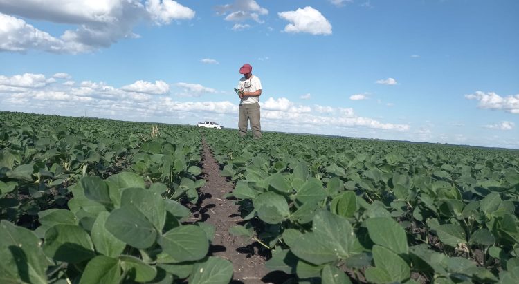Los cultivos de verano necesitan lluvias en los próximos 15 días