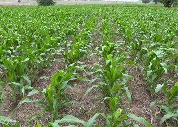 Cada día que pasa sin llover, es un día de pérdida de potencial