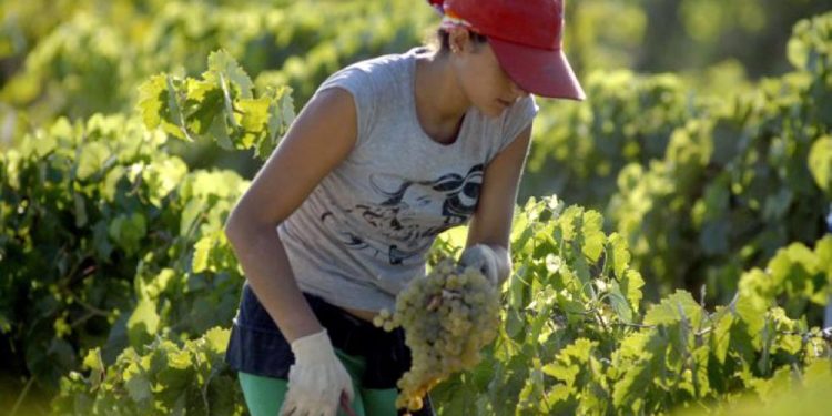 AMRU trabaja apoyando a la mujer rural: “porque juntas llegamos a más”