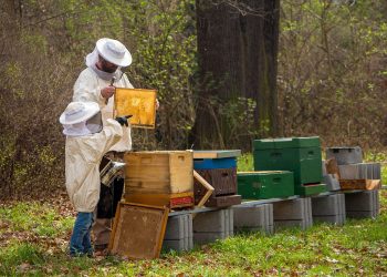 Detectan presencia del escarabajo de la colmena en Brasil, próximo a Uruguay