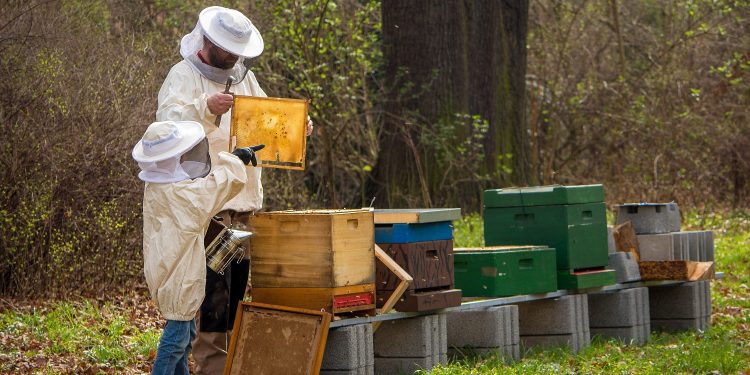 Detectan presencia del escarabajo de la colmena en Brasil, próximo a Uruguay