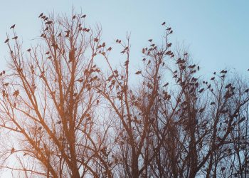 El Ministerio de Ganadería pide que se “intensifiquen esfuerzos para evitar ingreso de influenza aviar”