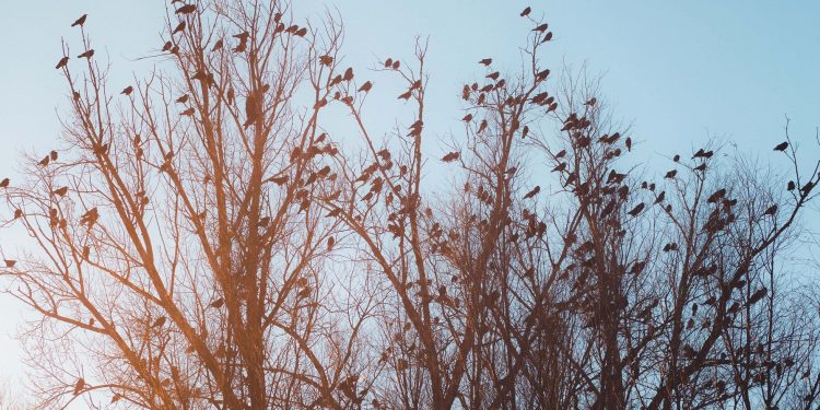 El Ministerio de Ganadería pide que se “intensifiquen esfuerzos para evitar ingreso de influenza aviar”