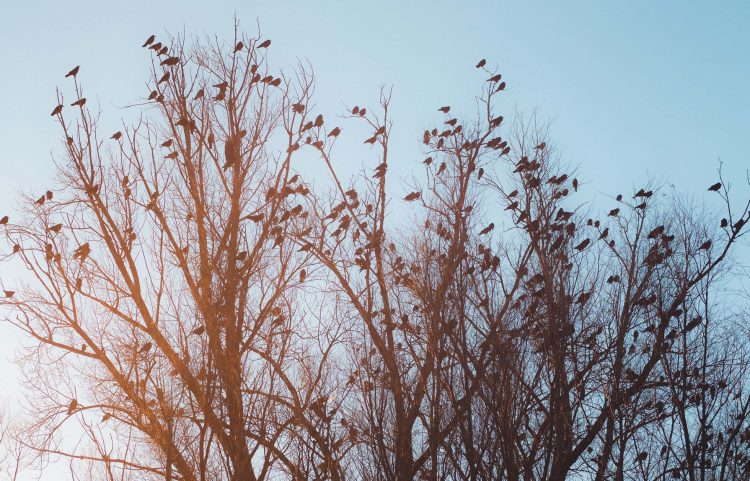 El Ministerio de Ganadería pide que se “intensifiquen esfuerzos para evitar ingreso de influenza aviar”