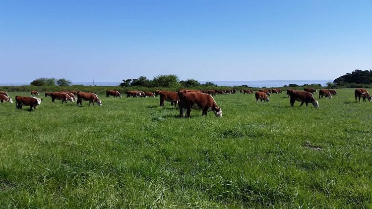 La oferta ganadera está “cautelosa y a veces hasta pretenciosa”