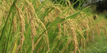 La siembra arrocera concluyó con un área de 159.700 hectáreas