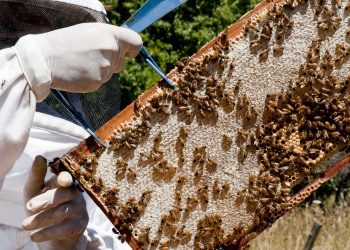 Colocan trampas para el pequeño escarabajo de las colmenas