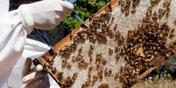Colocan trampas para el pequeño escarabajo de las colmenas